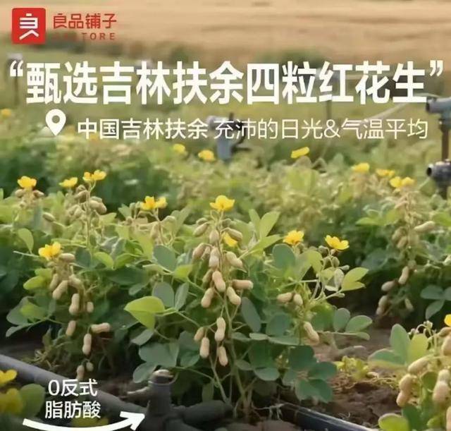 花生在树上结果？良品铺子道歉