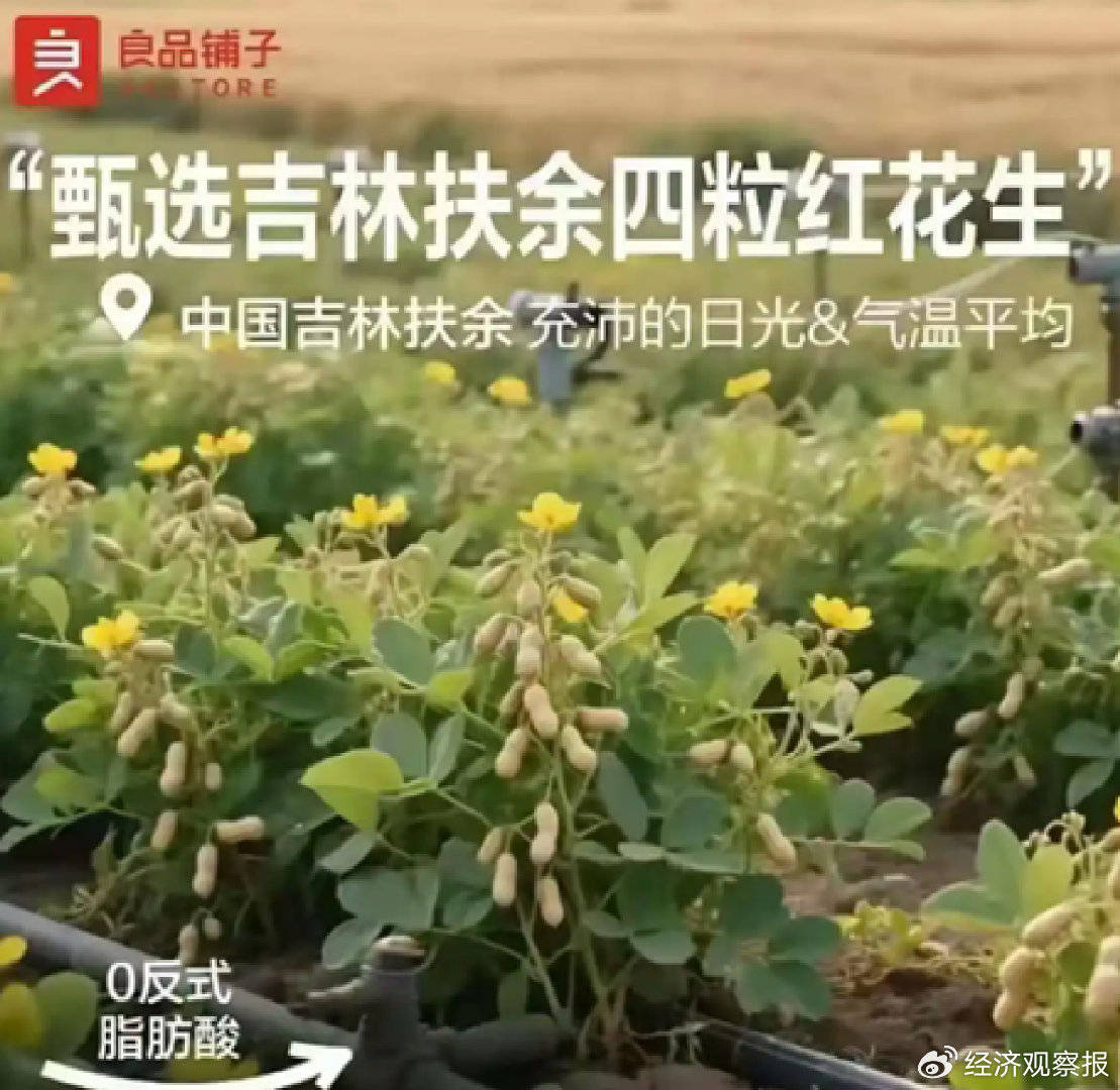 良品铺子的花生“长在树上”