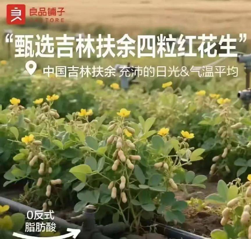 良品铺子“树上结花生”广告被指缺乏常识，良品铺子致歉称图片系AI生成，已修正